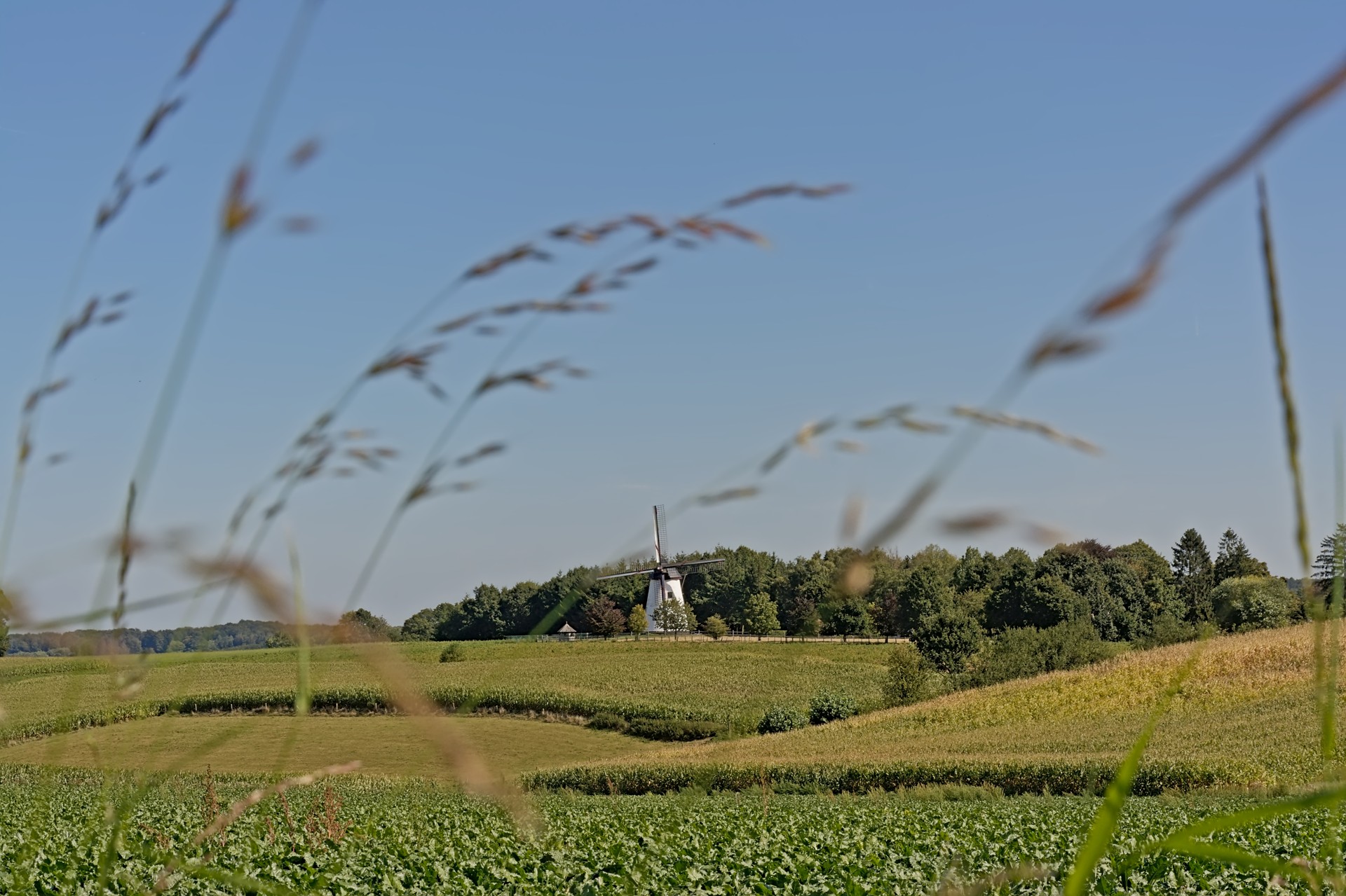 Molen tussen de velden in Maarkedal
