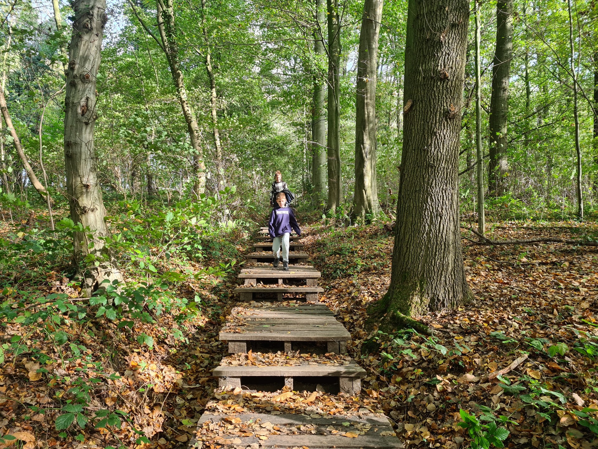 Wandelpad met houten traptreden door het bos