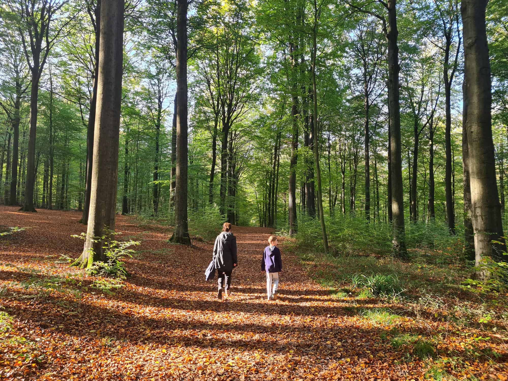 Boswandeling in het Brakelbos