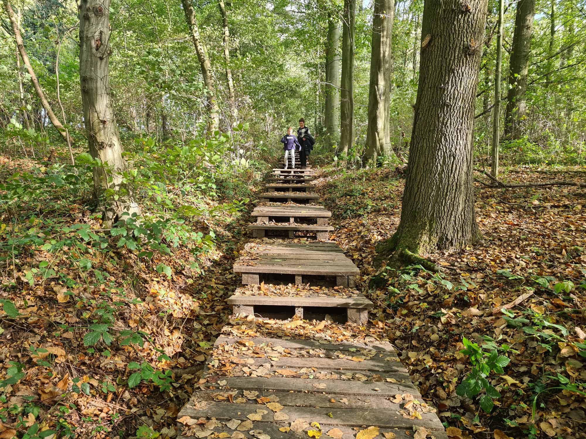 Koeien in de wei in de Vlaamse Ardennen