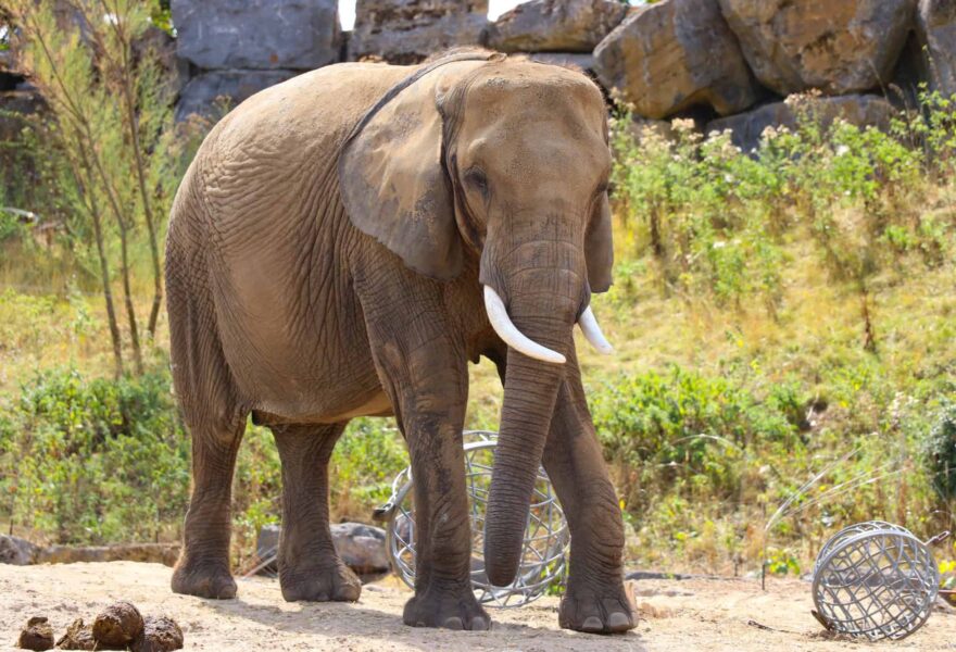 Olifant in Pairi Daiza