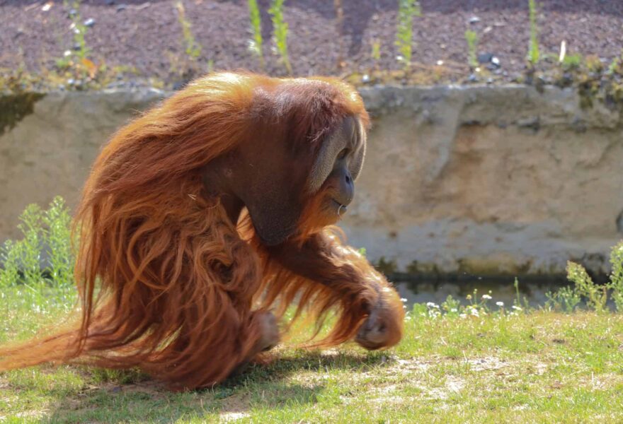 Orang-oetan in Pairi Daiza