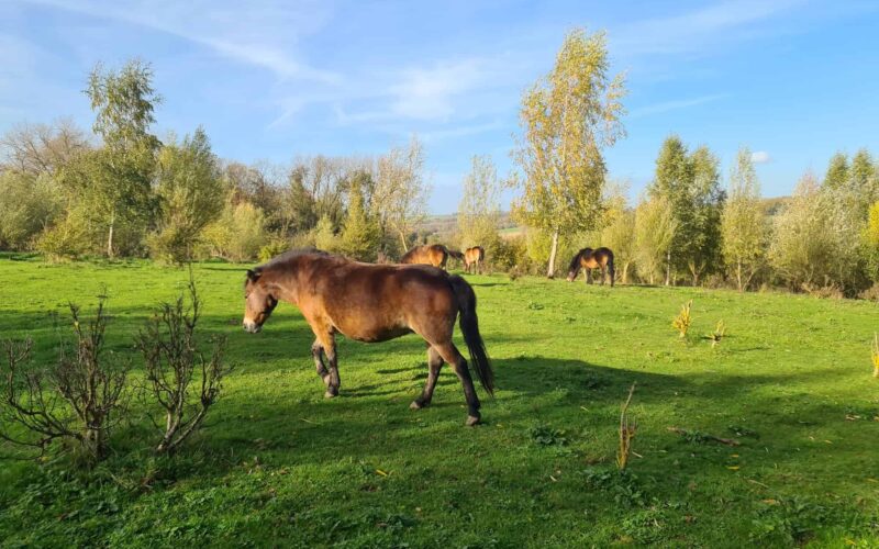 Exmoorpony's in natuurgebied Het Burreken
