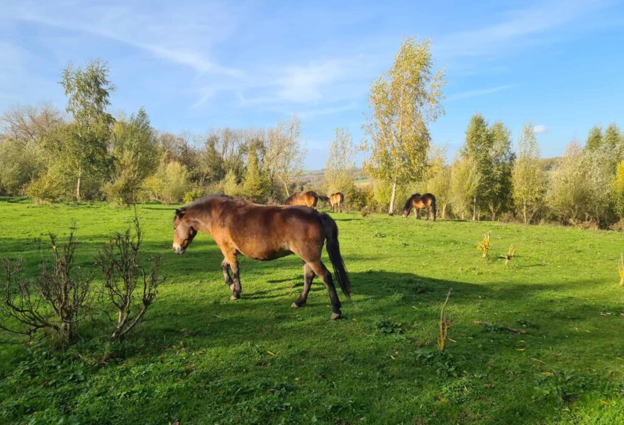 Exmoorpony's in natuurgebied Het Burreken