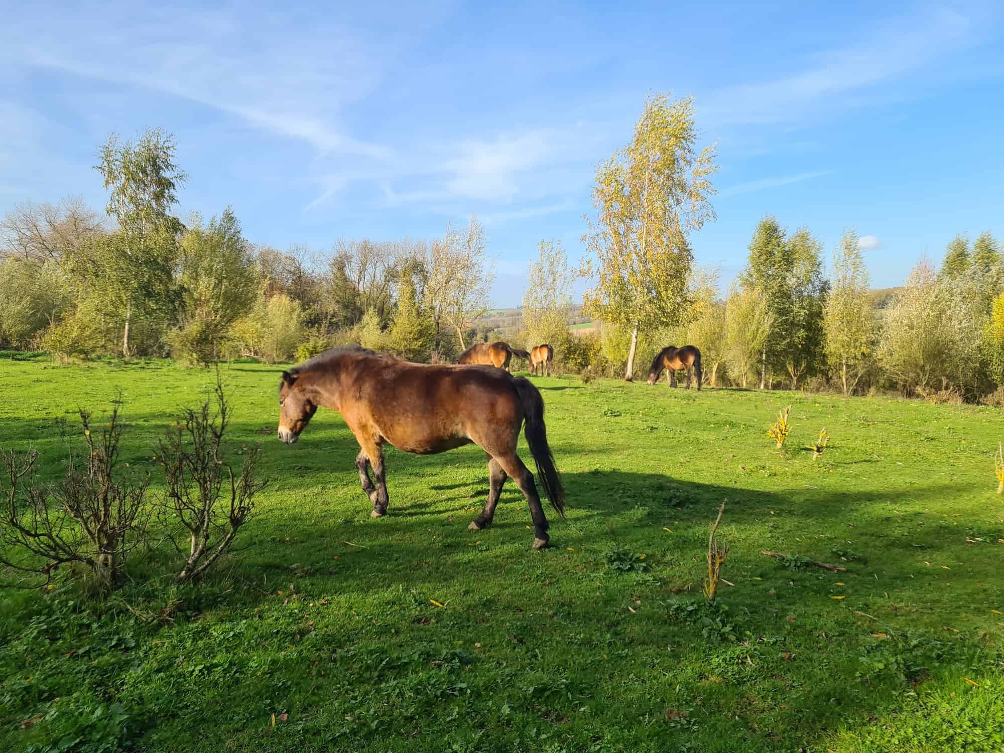 Exmoorpony's in natuurgebied Het Burreken