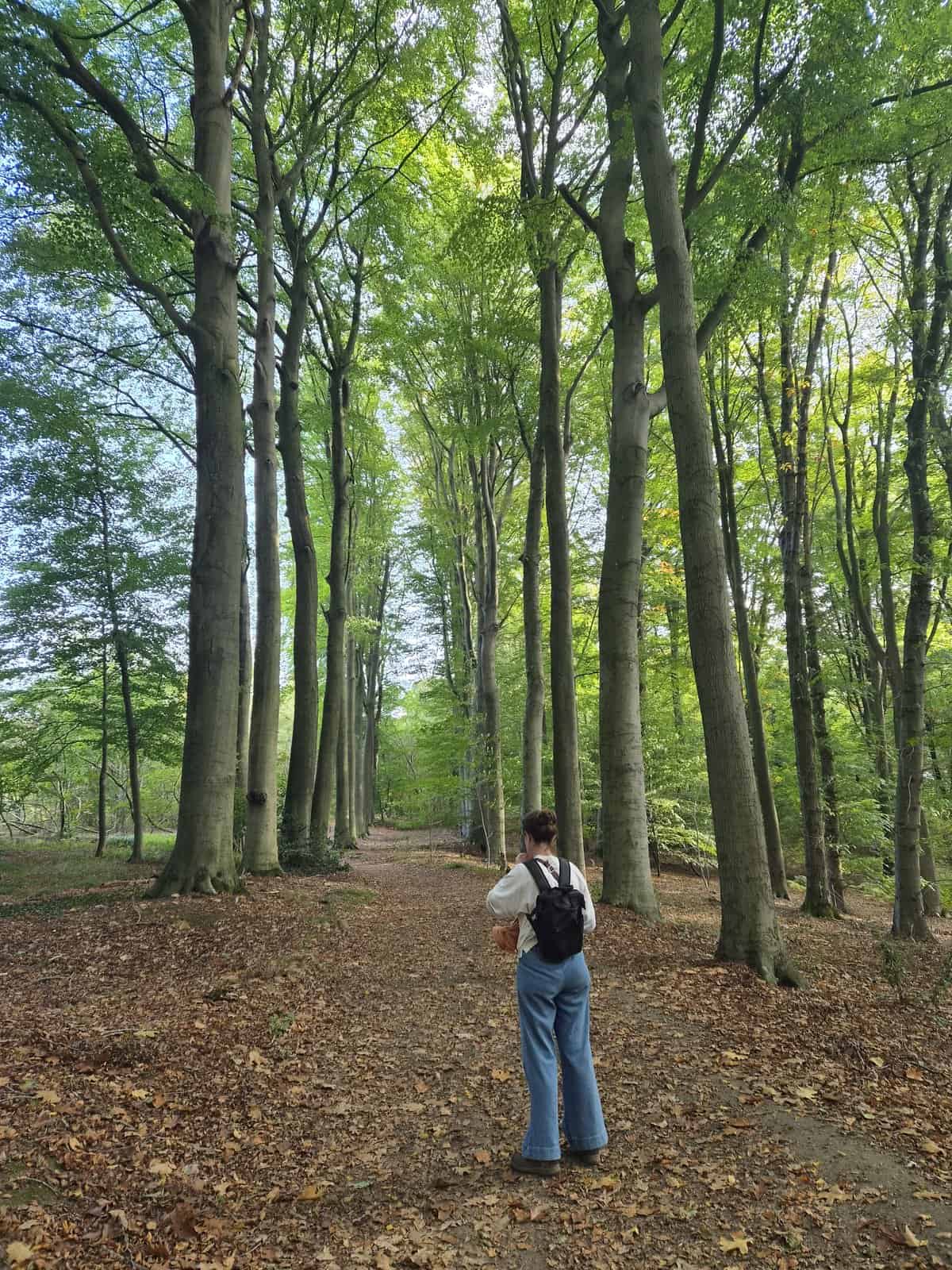 Beukendreef tijdens de wandeling van 10 km