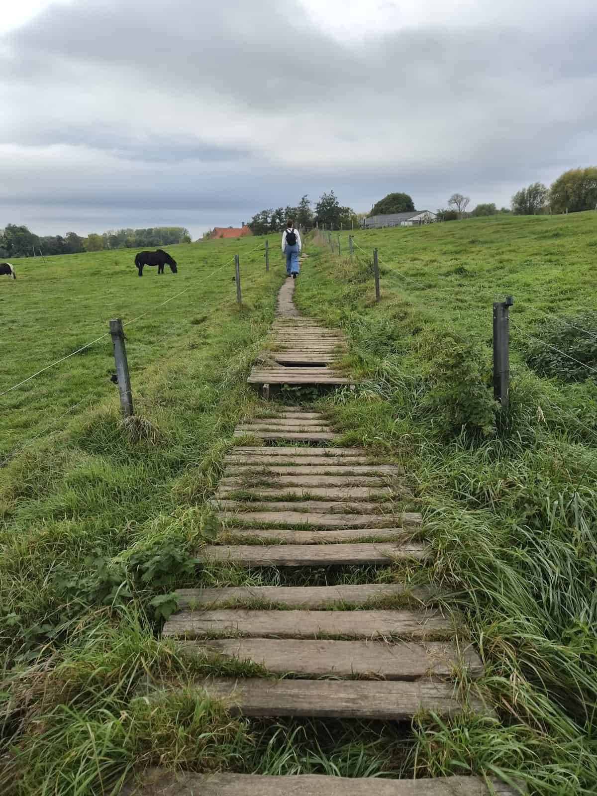 Houten pad tussen de weiden met pony's