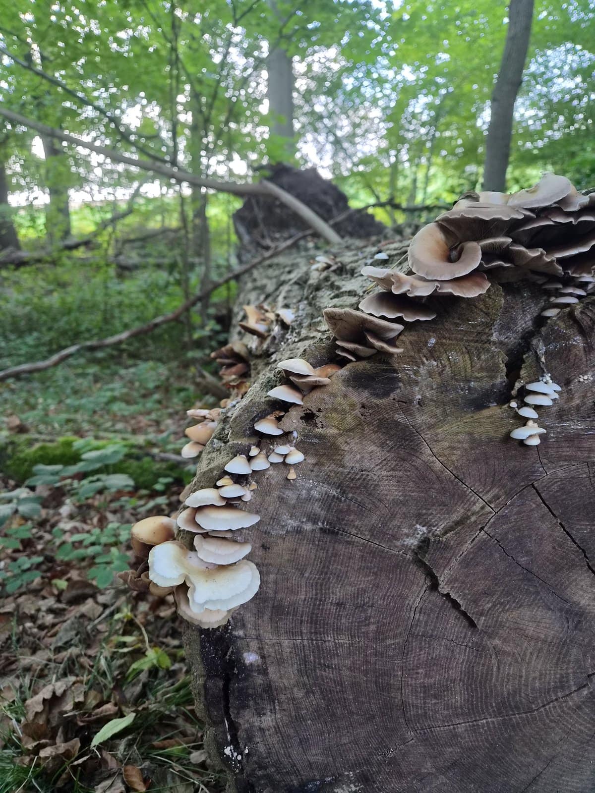 Paddenstoelen op een boomstam in het bos