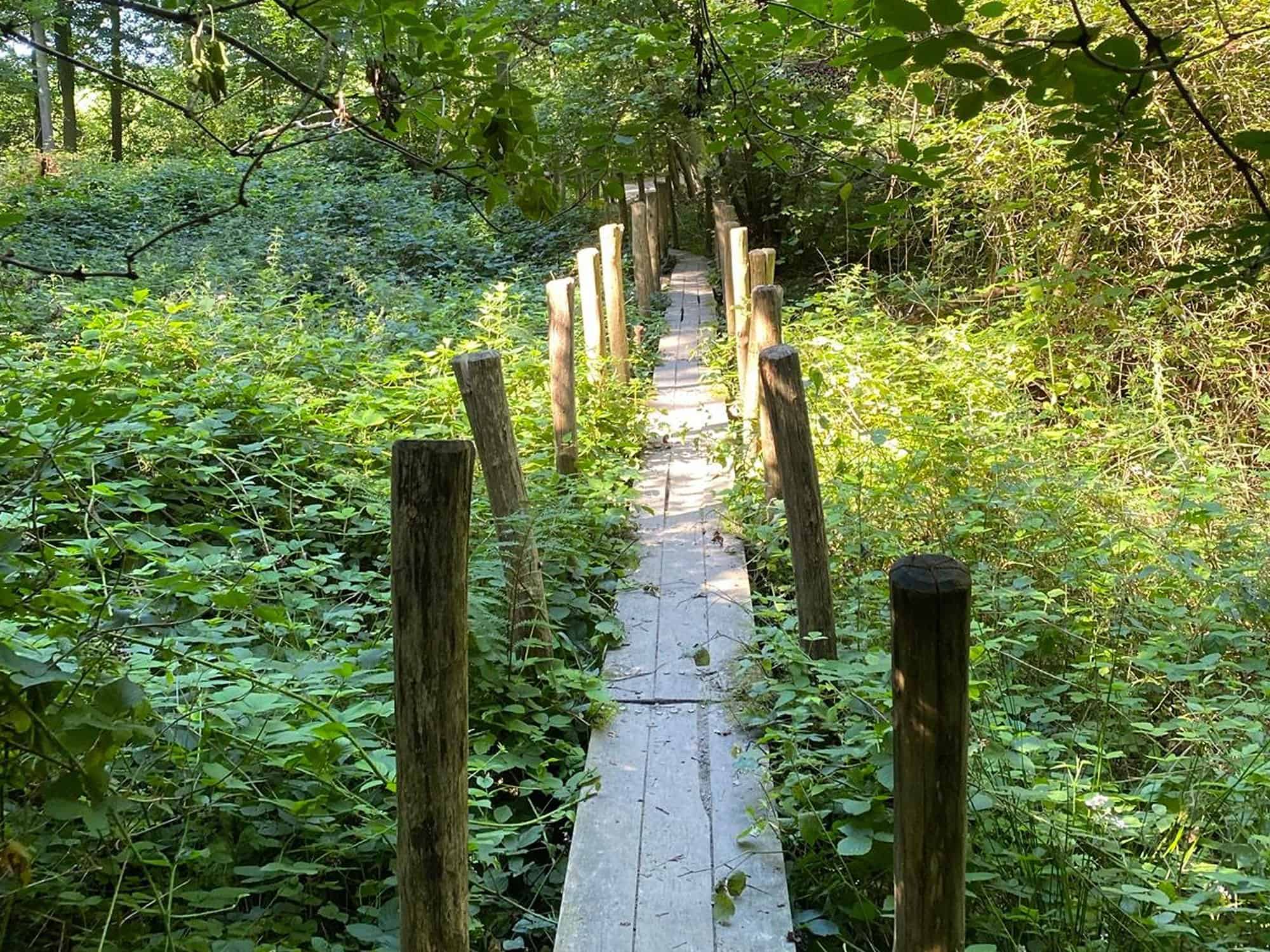 Houten vlonderpad door het groen op de wandeling naar het Sint-Pietersbos